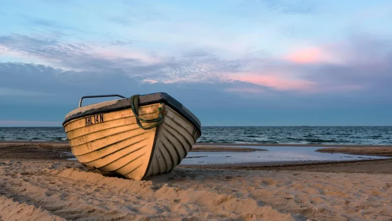 Sezonowość fauny Bałtyku: kiedy czego się spodziewać na plaży